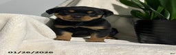 Rottweiler dogs for sale: Lucy - Ad 7