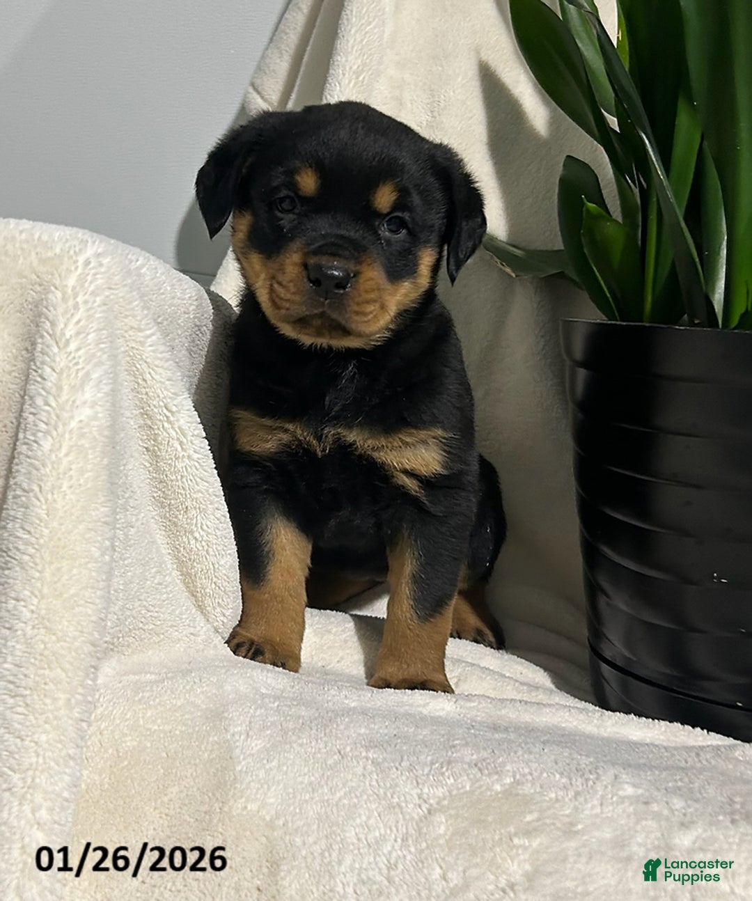 Rottweiler dogs for sale: Lucy - Ad 7