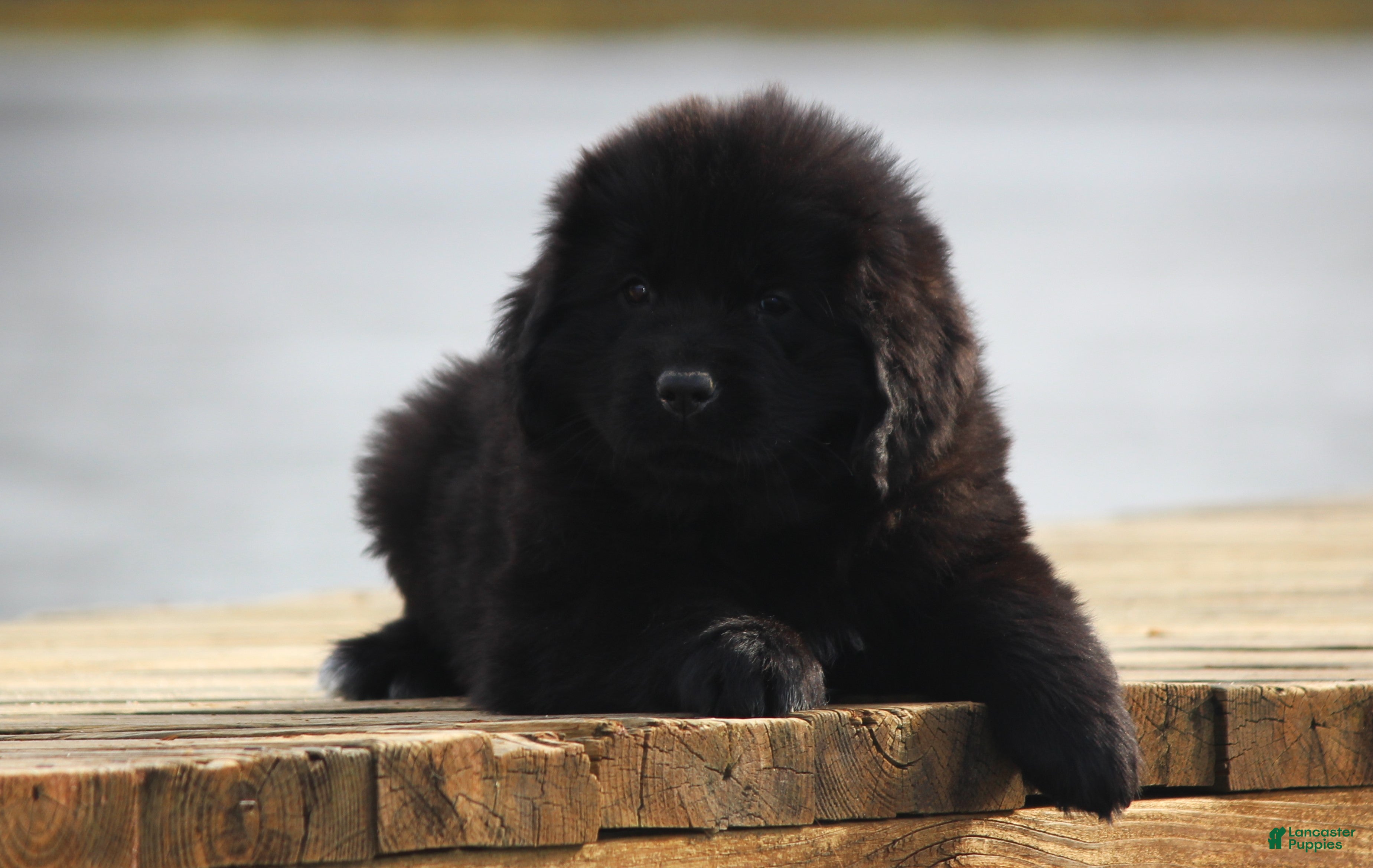 Newfoundland dogs Paris - Ad 38