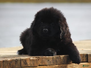 Newfoundland dogs Paris - Ad 38