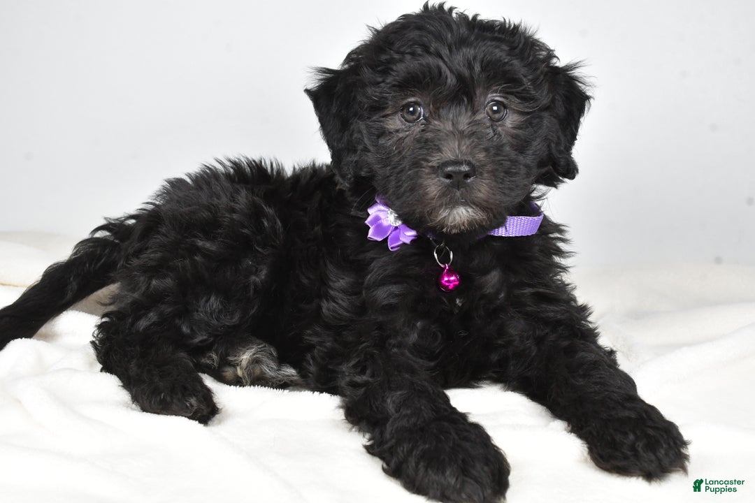 Newfypoo dogs for sale: Holly f one b - Ad 2