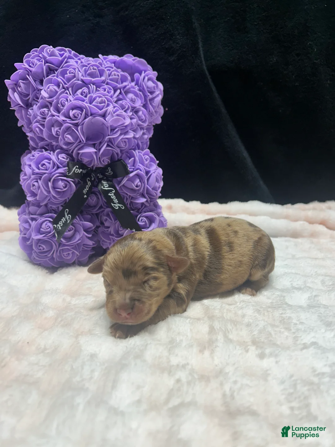 Mixed Breed dogs for sale: hershey  - Ad 1