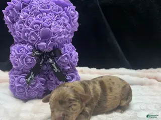 Mixed Breed dogs hershey - Ad 18