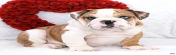 English Bulldog dogs for sale: Brutus - Ad 4