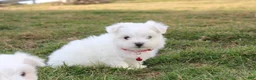 Maltese dogs for sale: Button  - Ad 15