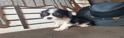 Cavalier King Charles Spaniel dogs for sale: River - Ad 1