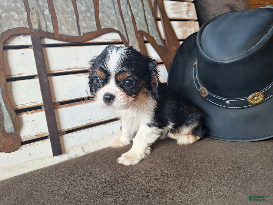 Cavalier King Charles Spaniel dogs for sale: River - Ad 1