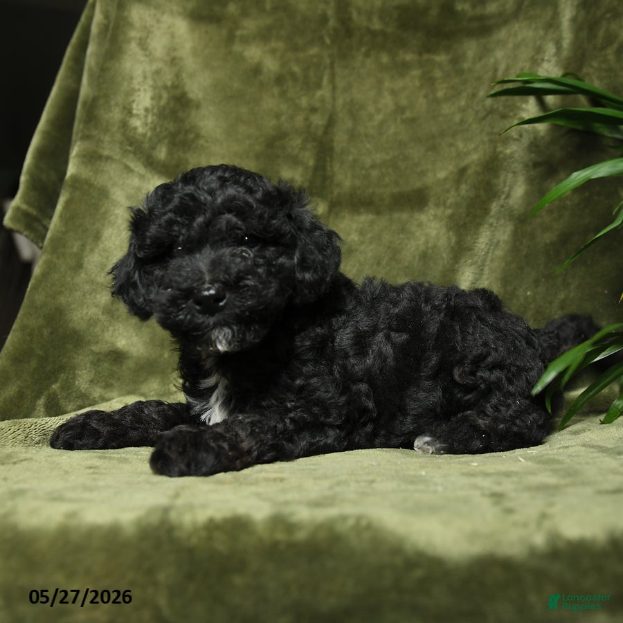 Miniature Poodle dogs Crandel - Ad 2