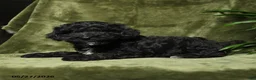 Miniature Poodle dogs for sale: Crandel - Ad 2