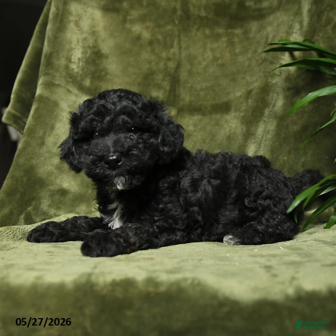 Miniature Poodle dogs for sale: Crandel - Ad 2