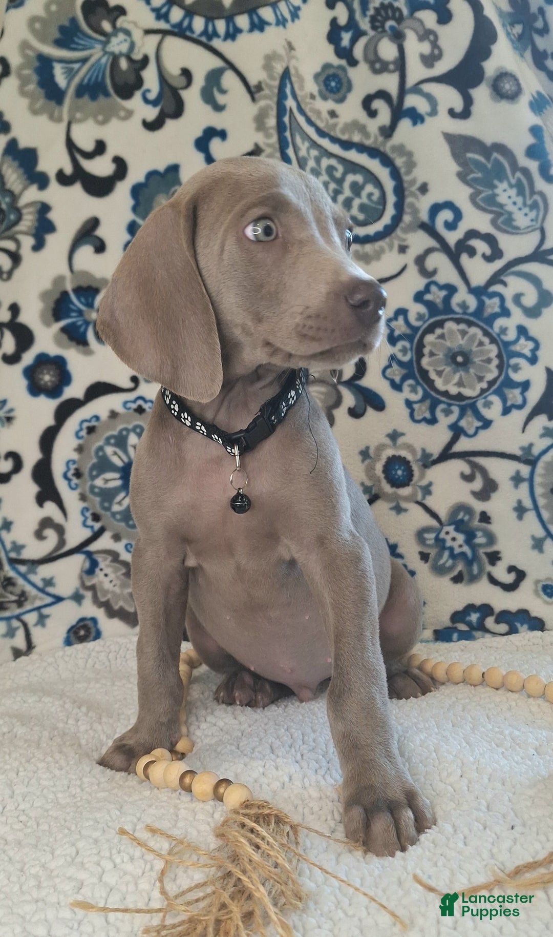 Weimaraner dogs for sale: Piper - Ad 16