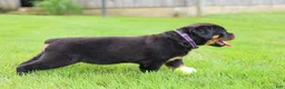 Rottweiler dogs for sale: Roxy - Ad 17