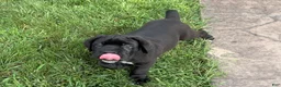 Cane Corso dogs for sale: Kody - Ad 8