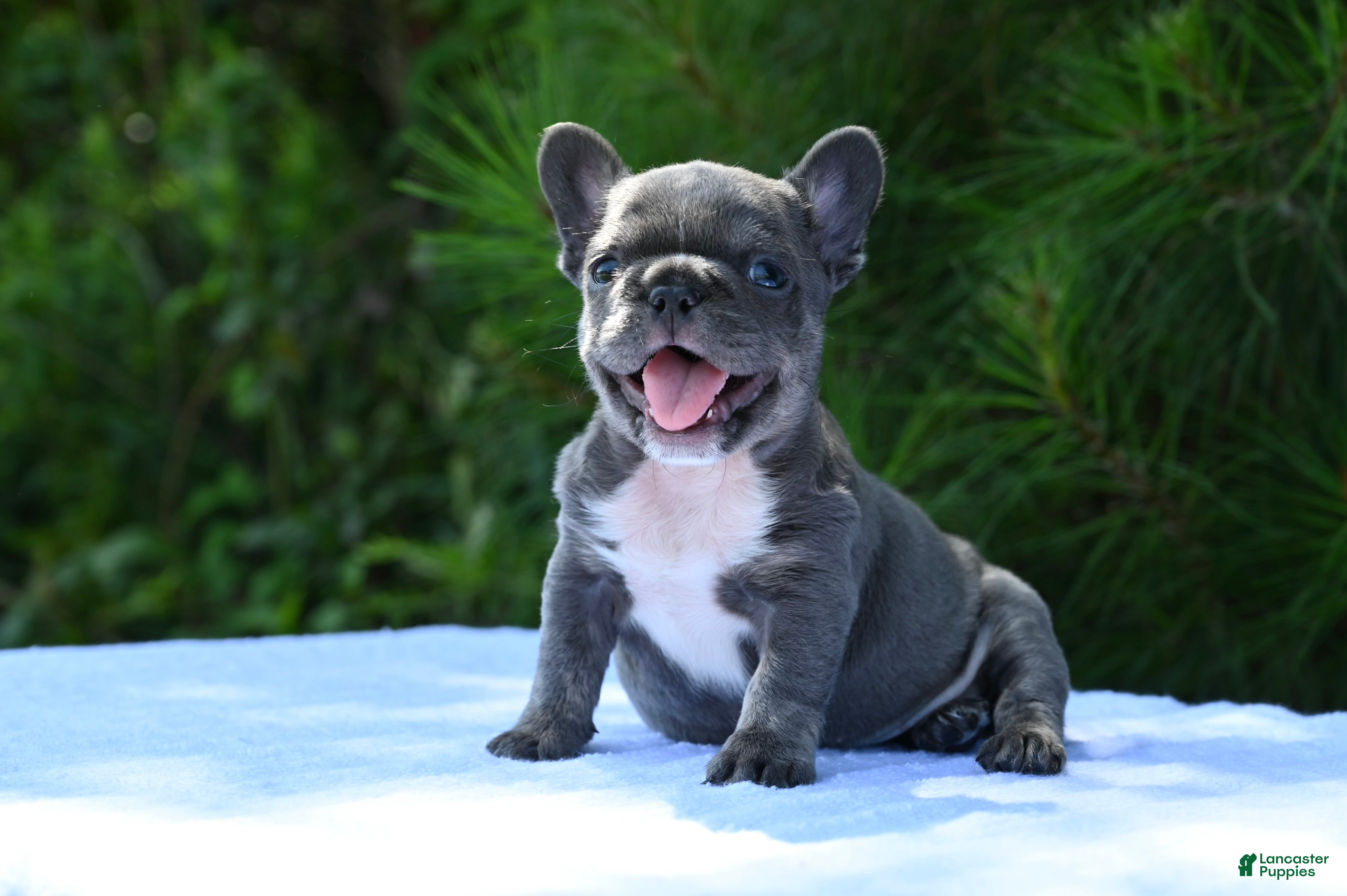 French Bulldog dogs French Bulldog 2 - Ad 1