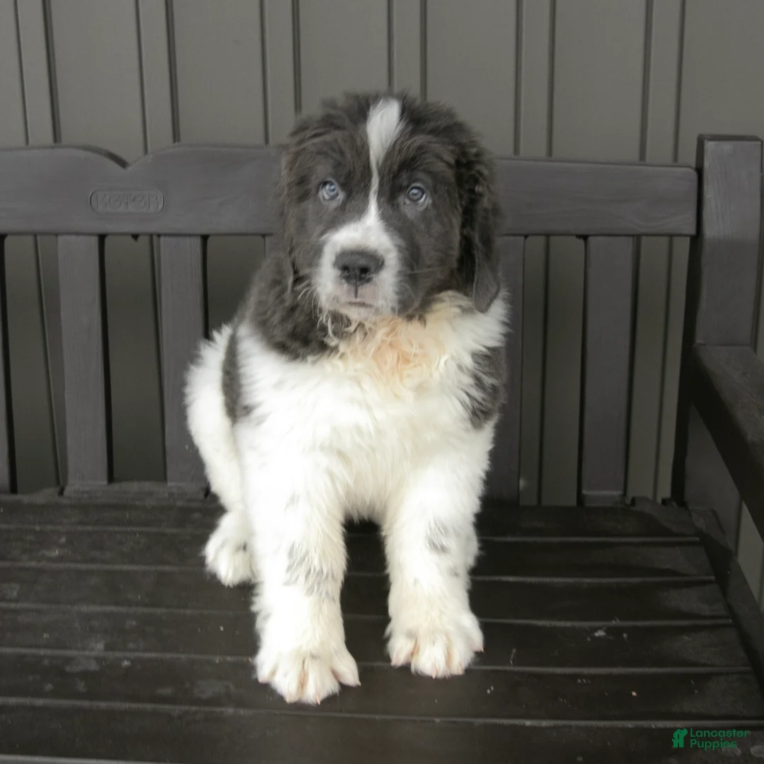 Newfoundland dogs for sale: Roscoe - Ad 4