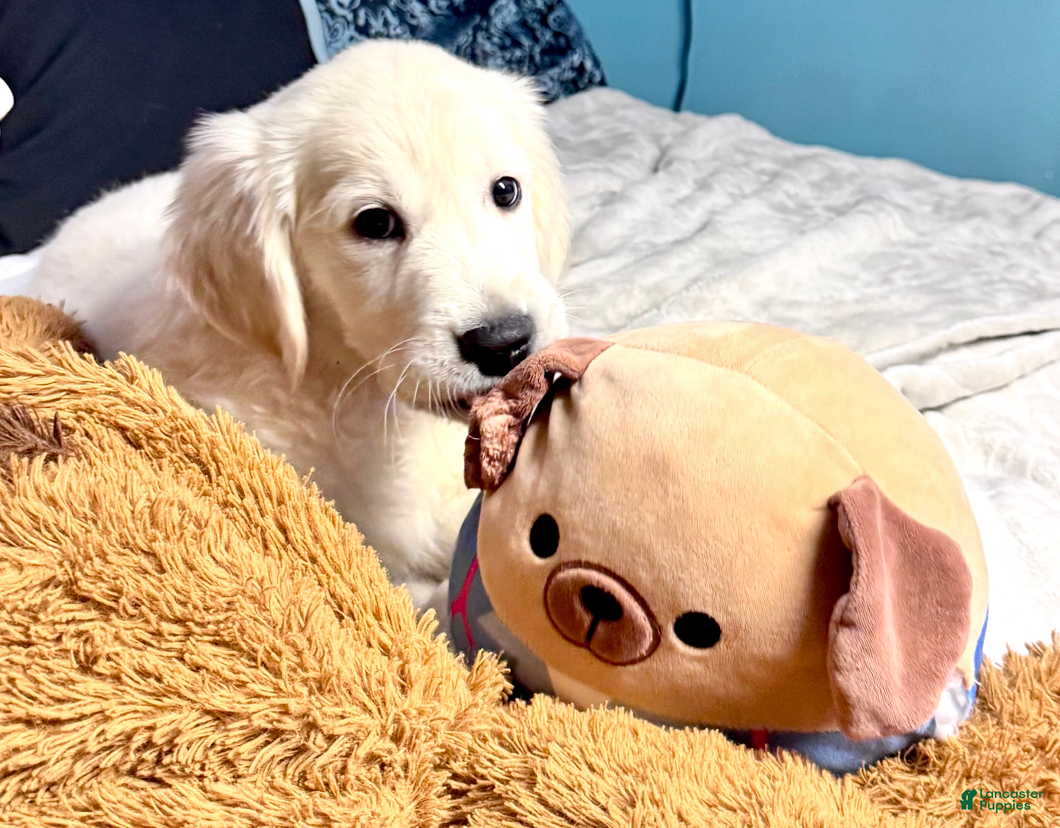 Golden Retriever dogs Pink collar girl - Ad 1