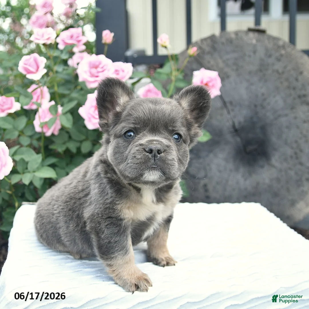 French Bulldog dogs for sale: Salty  - Ad 5