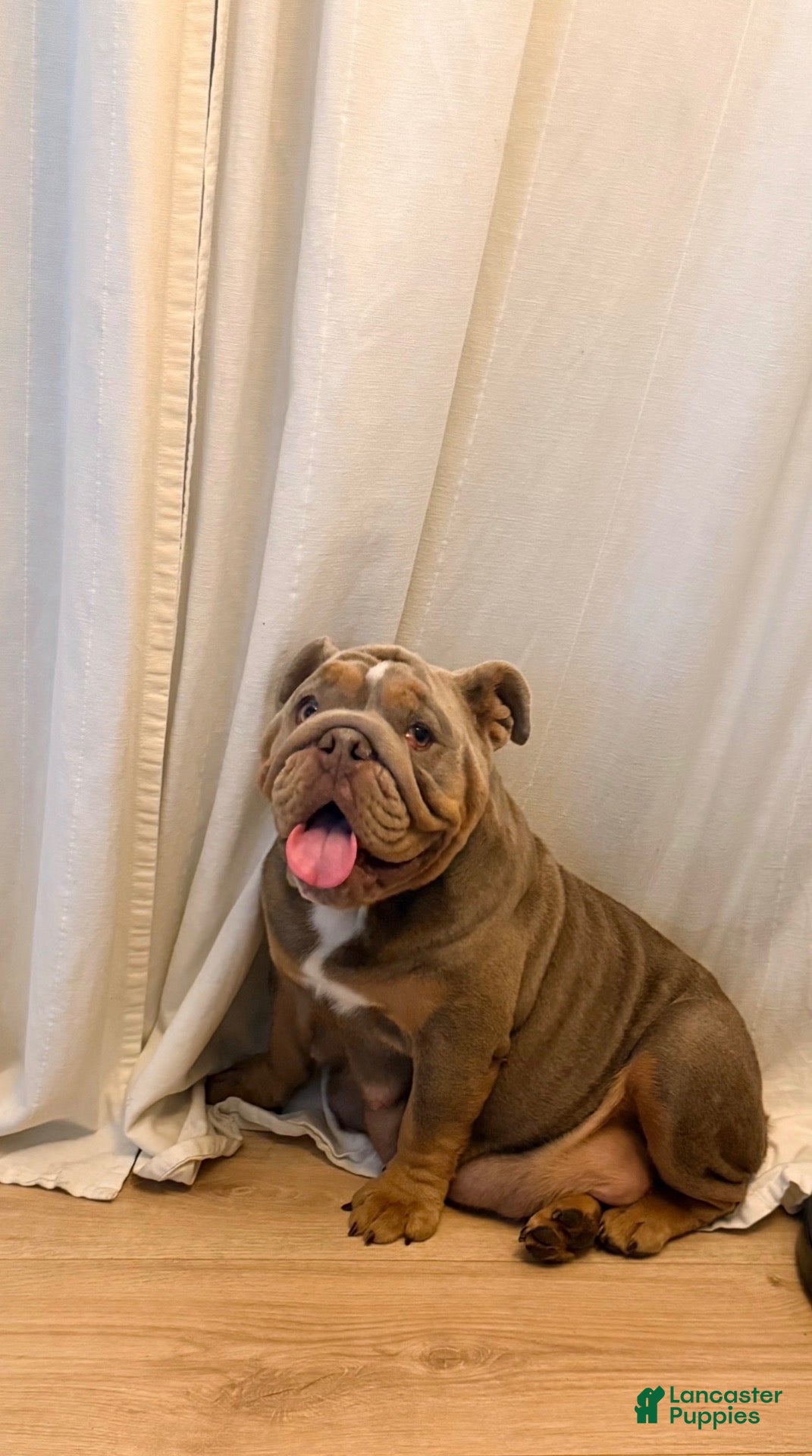 English Bulldog dogs English Bulldog 2 - Ad 2