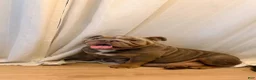 English Bulldog dogs for sale: English Bulldog 2 - Ad 2