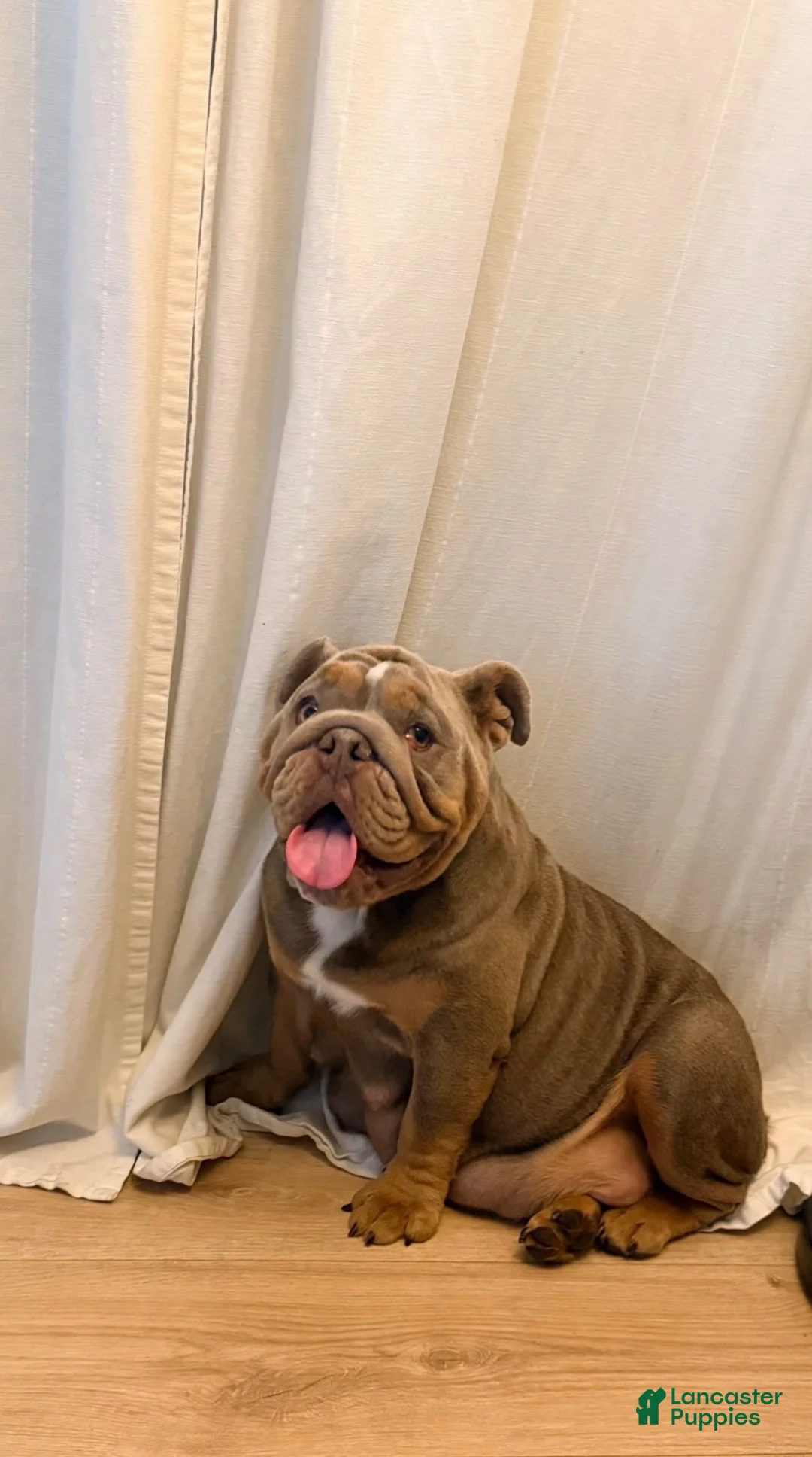 English Bulldog dogs for sale: English Bulldog 2 - Ad 2