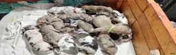 Great Dane dogs for sale: Great Dane  - Black Collar - Fawnequin - Ad 11
