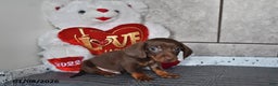 Miniature Dachshund dogs for sale: Benny - Ad 5