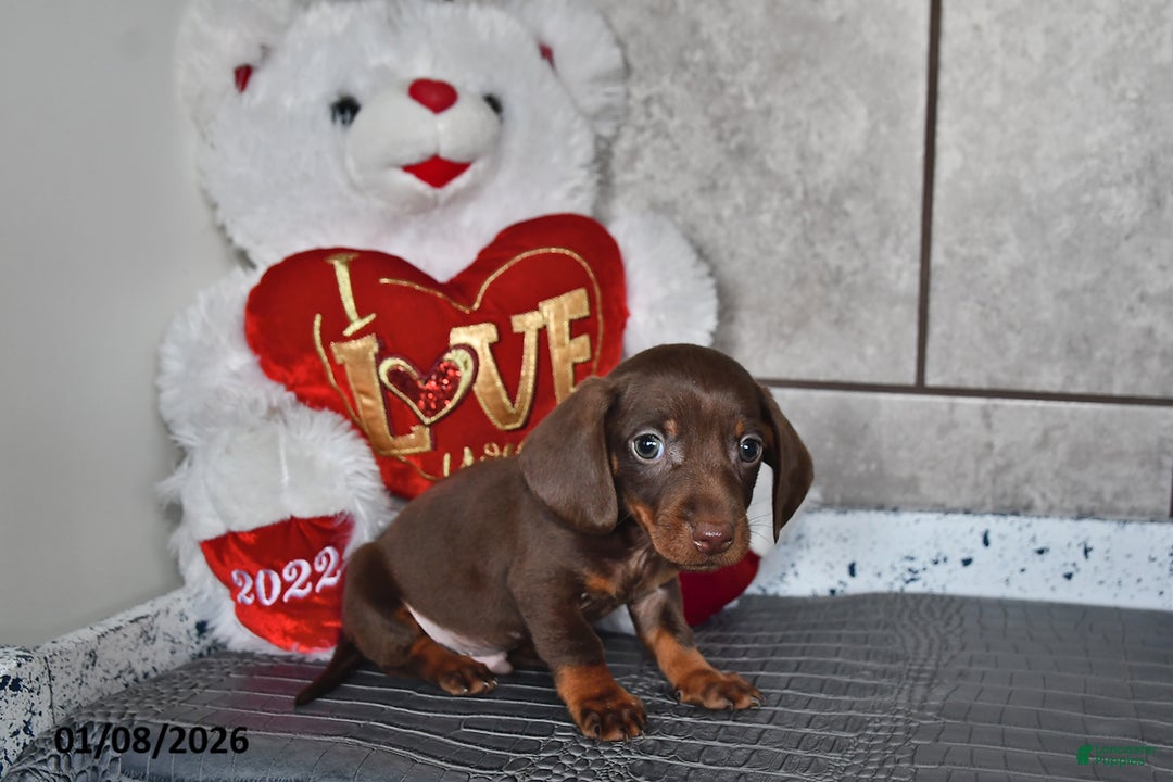 Miniature Dachshund dogs for sale: Benny - Ad 5