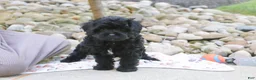 Cavapoo dogs for sale: Sophie - Ad 4