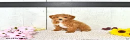 Miniature Poodle dogs for sale: Ranae - Ad 5