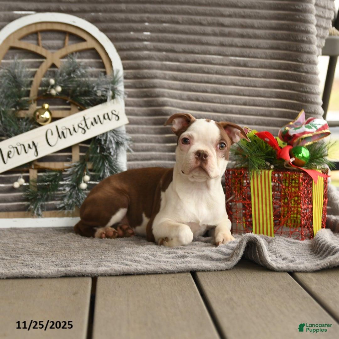 Boston Terrier dogs for sale: Koala - Ad 3