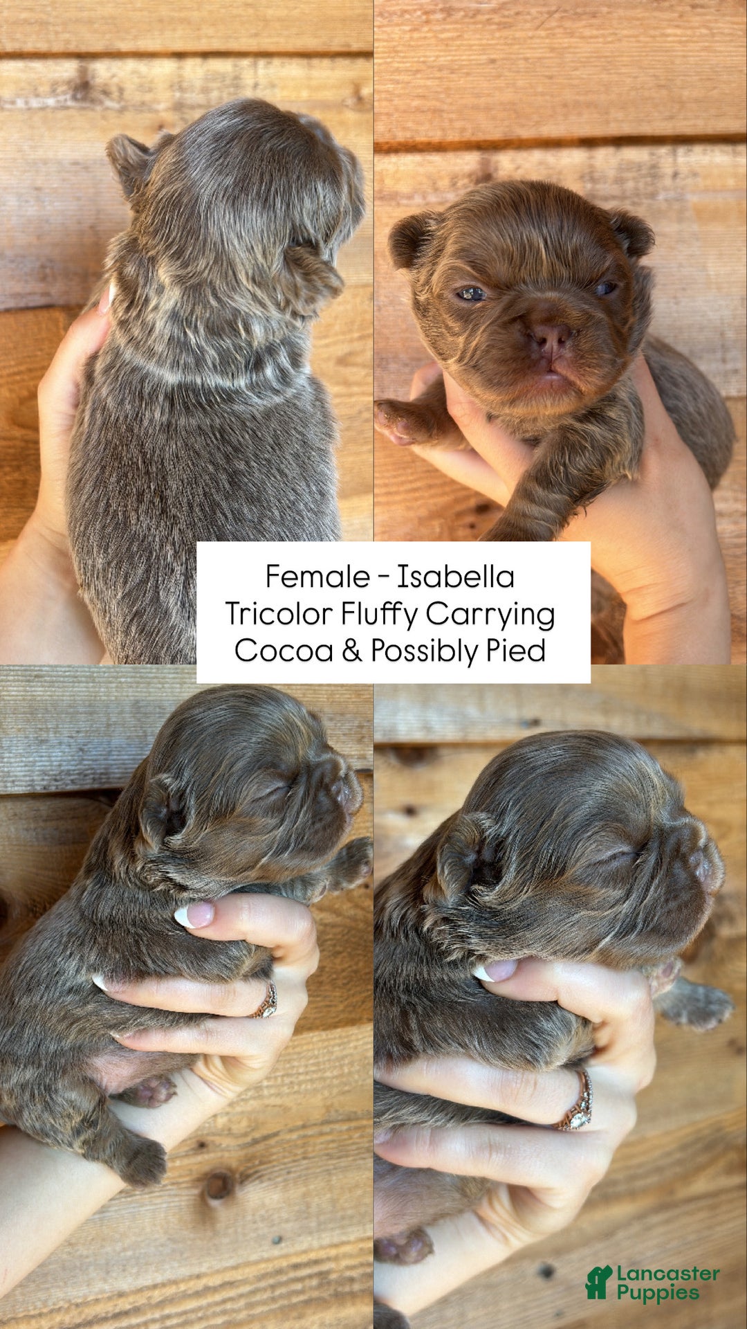 French Bulldog dogs for sale: Dorothy - Ad 1