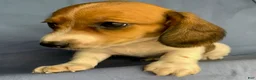Miniature Dachshund dogs for sale: Chloe - Ad 11