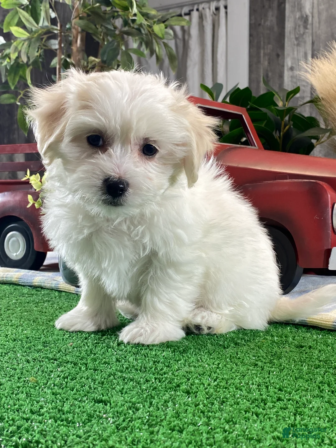 Mixed Breed dogs for sale: Aurora  - Ad 2