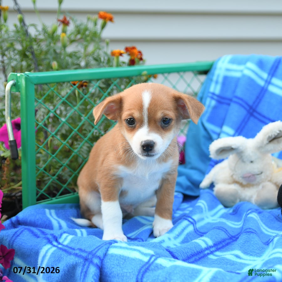 Mixed Breed dogs Texas - Ad 2