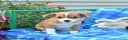 Mixed Breed dogs for sale: Texas - Ad 2