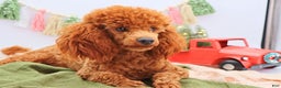 Miniature Poodle dogs for sale: Marshall - Ad 15