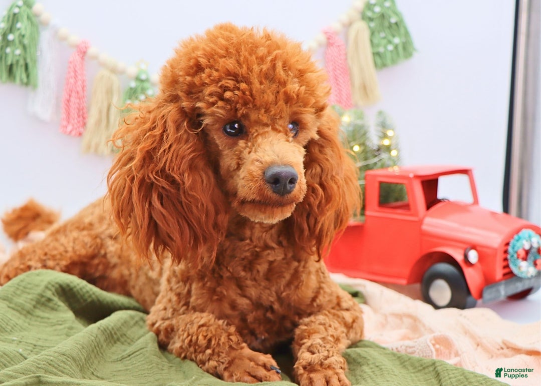 Miniature Poodle dogs for sale: Marshall - Ad 15