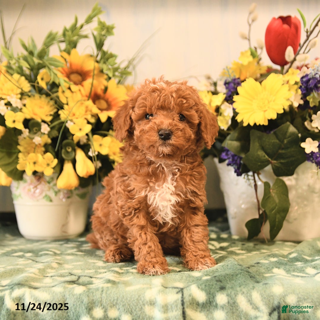 Miniature Poodle dogs for sale: Lily - Ad 1