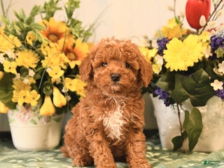Miniature Poodle dogs Lily - Ad 10