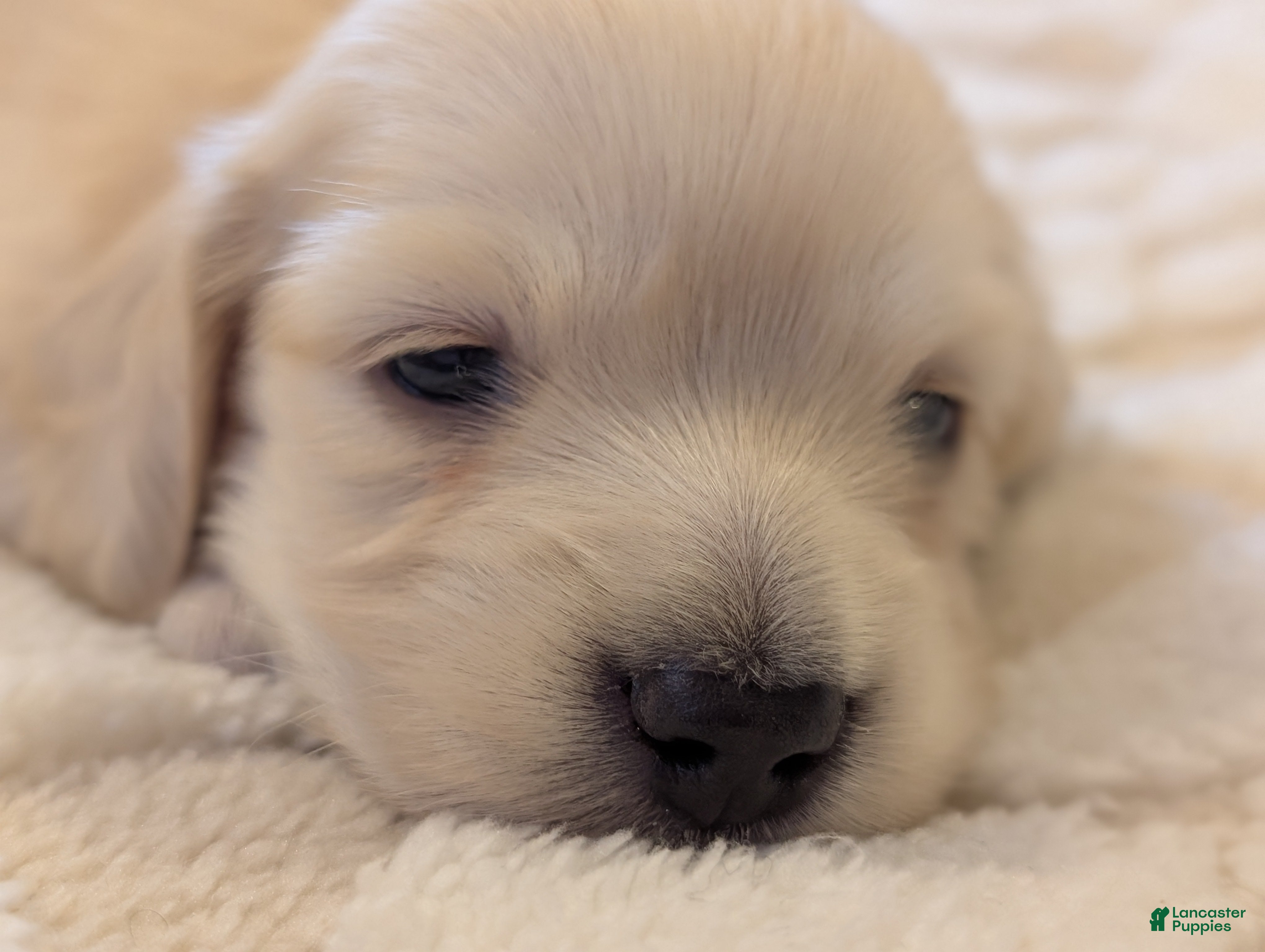 Miniature Dachshund dogs Miniature Dachshund Puppy 2 - Ad 16