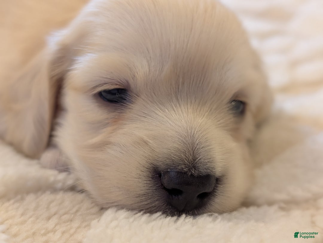 Miniature Dachshund dogs for sale: Miniature Dachshund Puppy 2 - Ad 1