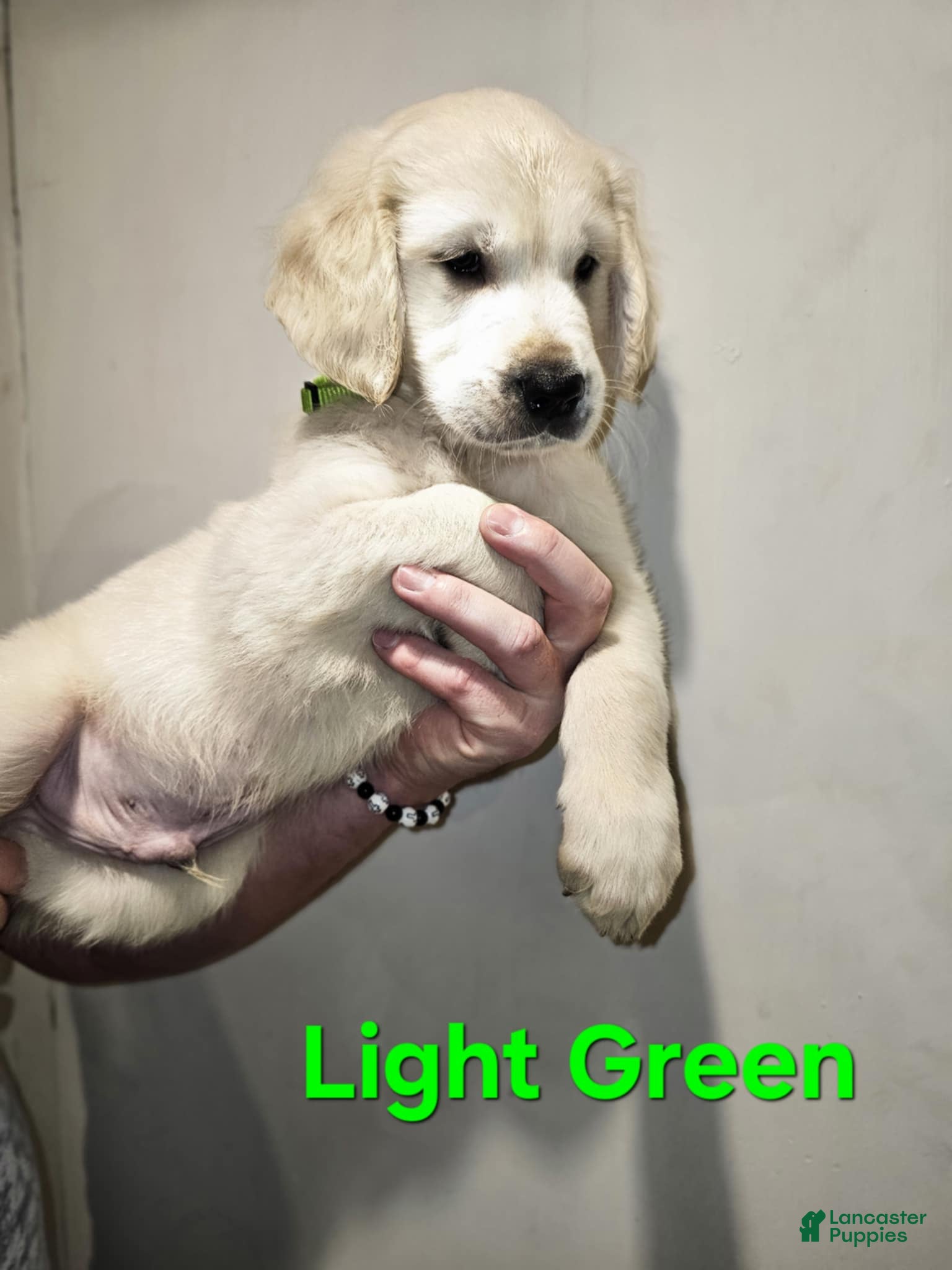 Golden Retriever dogs Golden Retriever Puppy 2 - Ad 5
