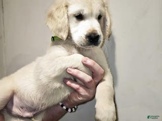 Golden Retriever dogs Golden Retriever Puppy 2 - Ad 20