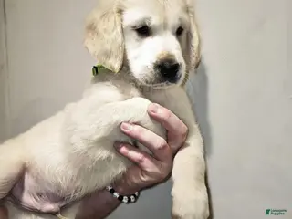 Golden Retriever dogs Golden Retriever Puppy 2 - Ad 23