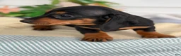 Miniature Dachshund dogs for sale: Janie - Ad 15