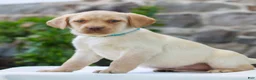 Labrador Retriever dogs for sale: Toby  - Ad 2