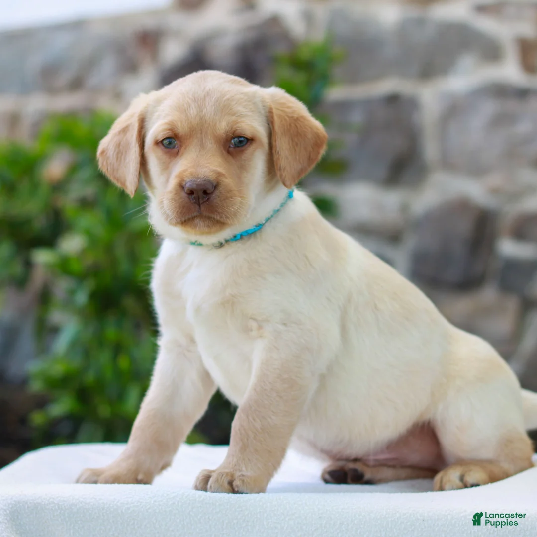 Labrador Retriever dogs for sale: Toby  - Ad 2