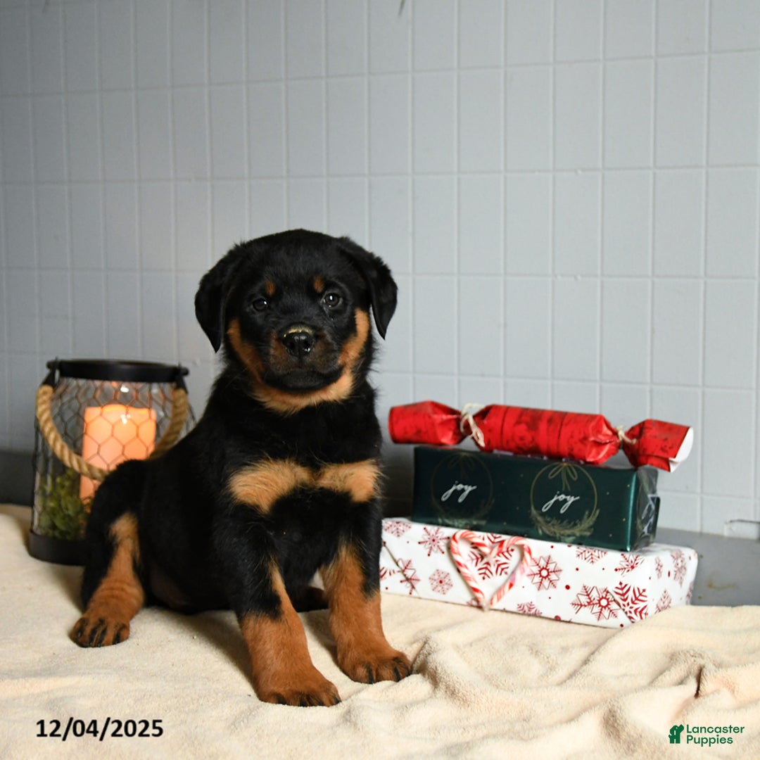 Rottweiler dogs for sale: Snickers - Ad 3