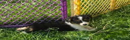 Welsh Corgi Pembroke dogs for sale: Muffin the fluffy - Ad 4