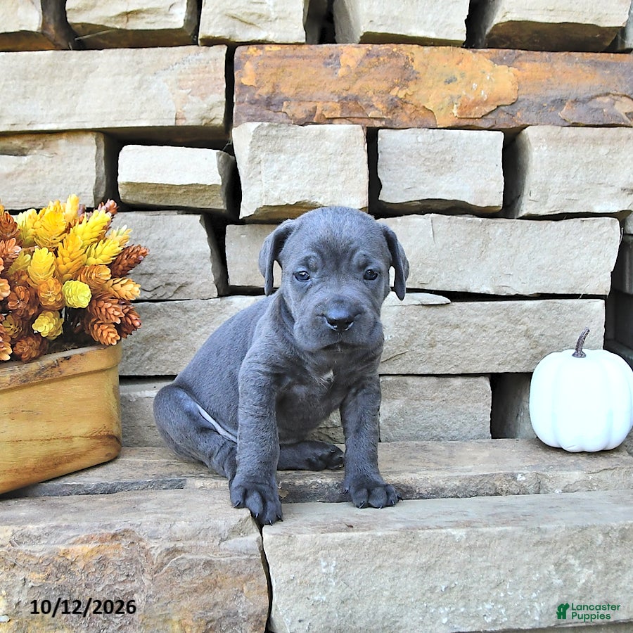 Cane Corso dogs Mia  - Ad 2